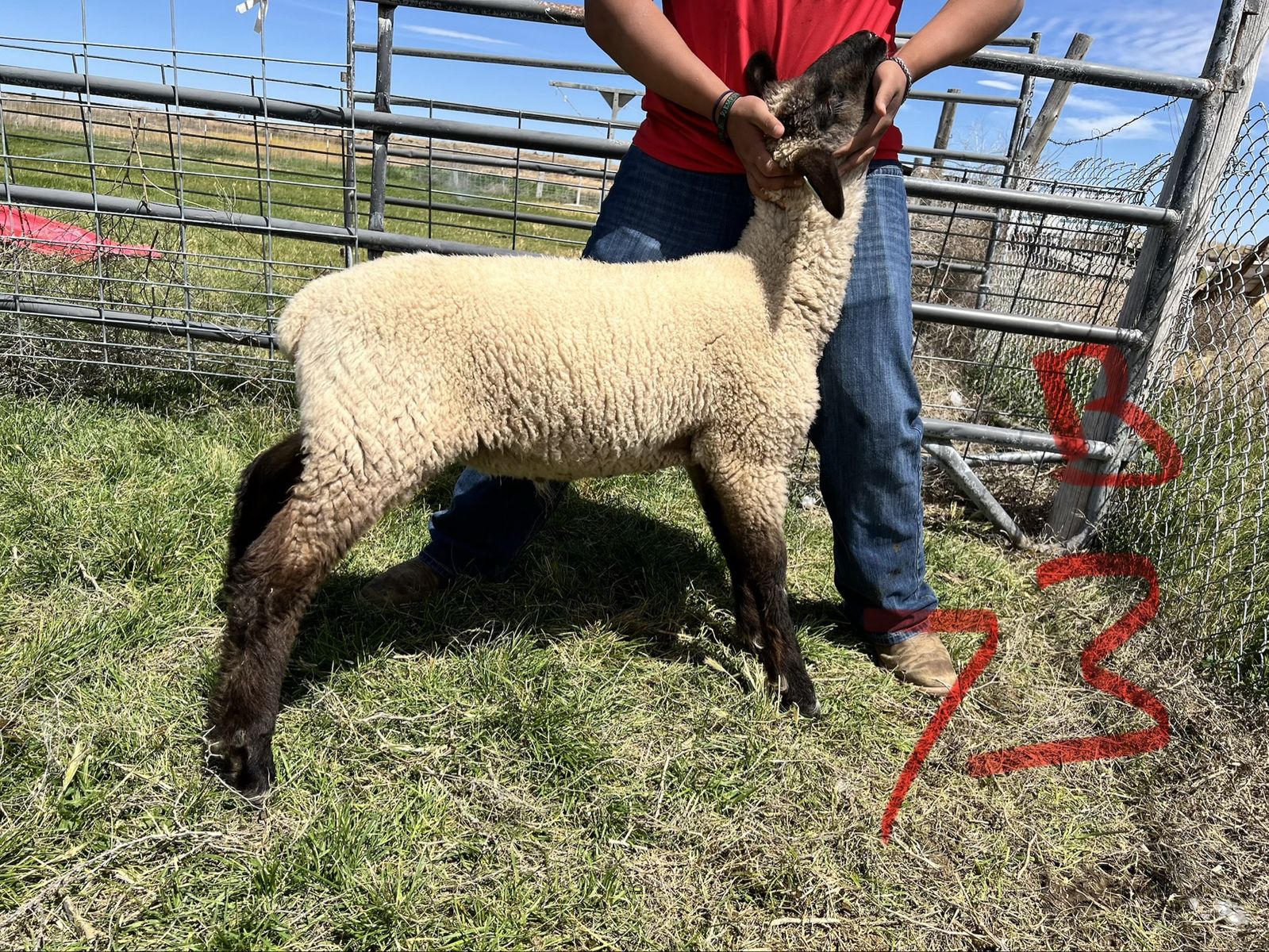 Ram Lambs