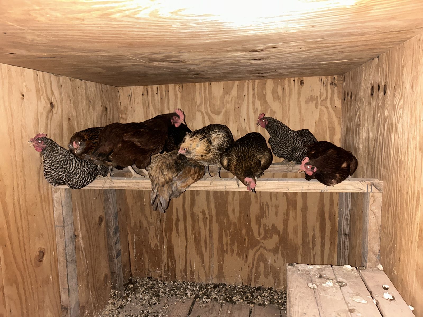 Hens