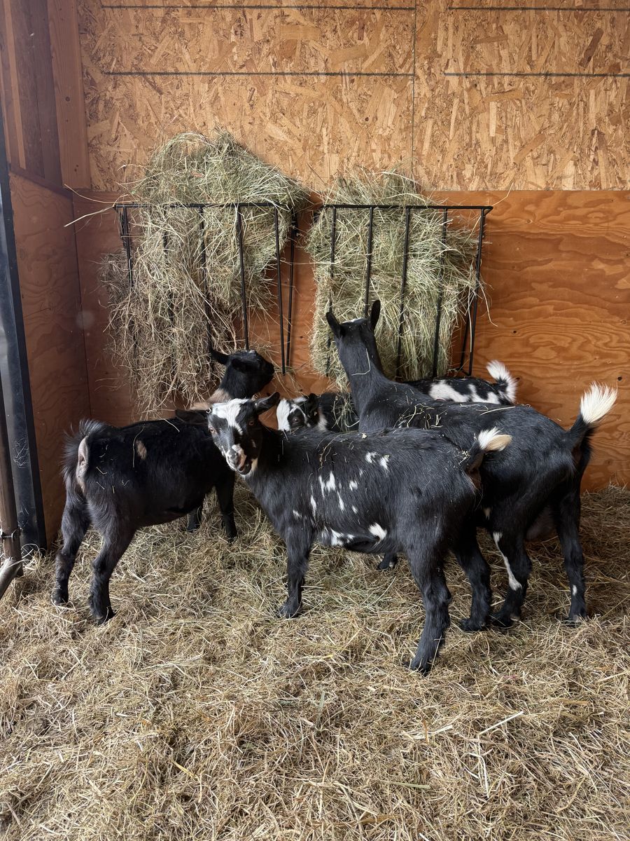 Nigerian Dwarf Goats