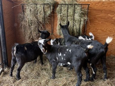 Nigerian Dwarf Goats