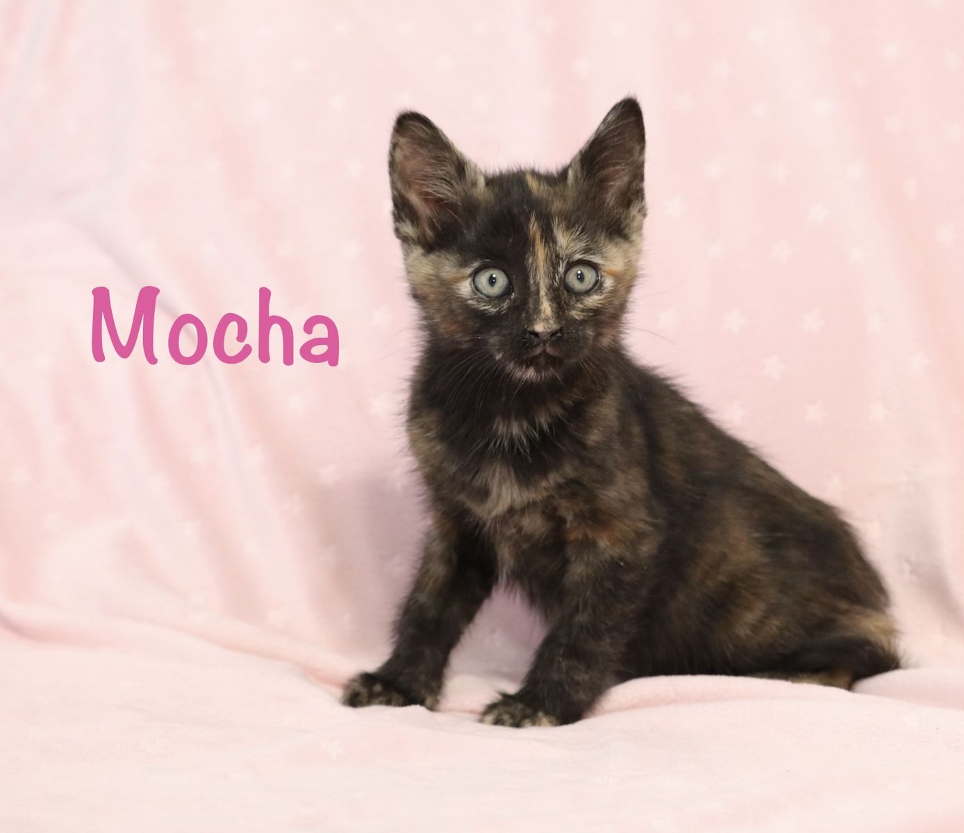Sweet Playful Kittens- ready for new homes ( can deliver to SLC)