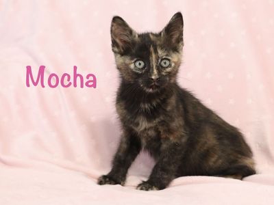 Sweet Playful Kittens- ready for new homes ( can deliver to SLC)