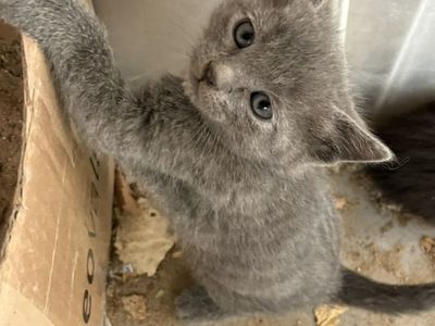 Kitten