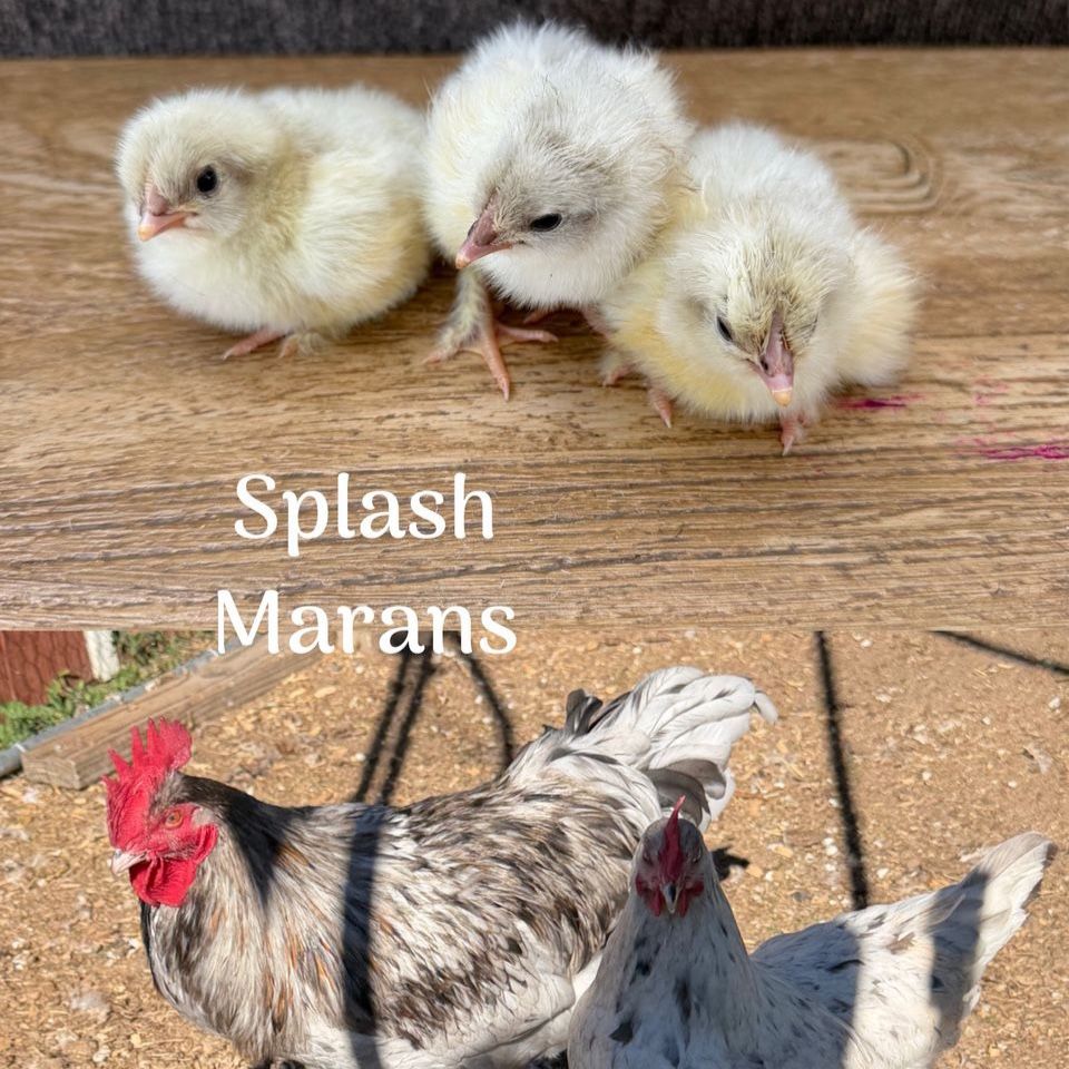 Splash Marans chicks