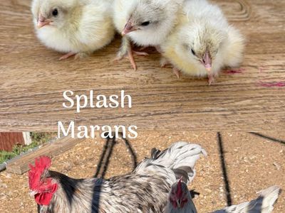 Splash Marans chicks
