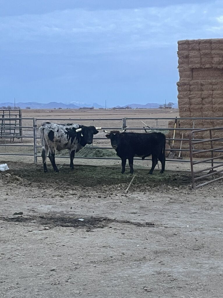 Rope Steers