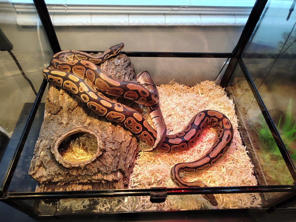 Ball Python with Zoo-Med 45-Gal Terrarium