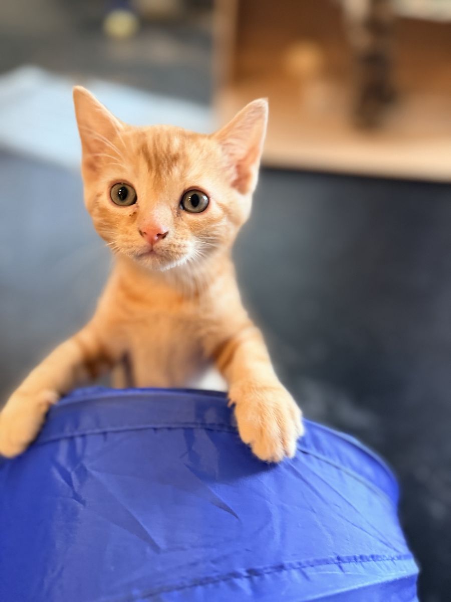 Adopt Orion or Cosmo - orange male kittens