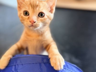 Adopt Orion or Cosmo - orange male kittens