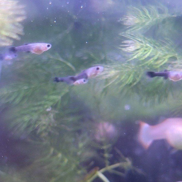 Guppy Fry 10 for $1