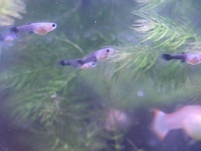 Guppy Fry 10 for $1