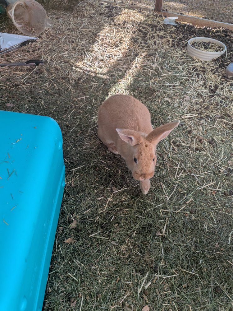 Rabbits New Zealand