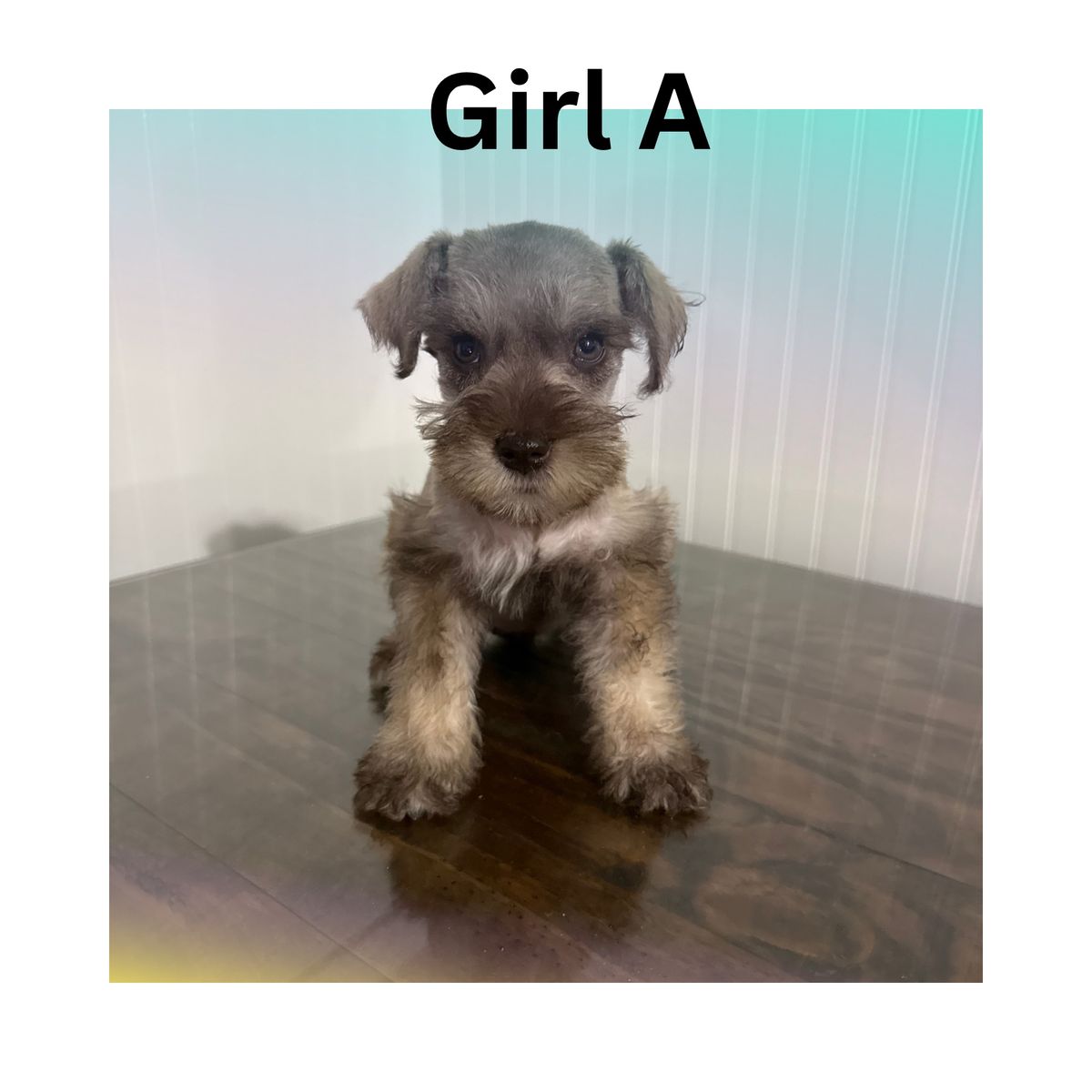 Purebred Miniature Schnauzer Puppies - Male & Females Available