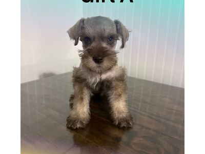 Purebred Miniature Schnauzer Puppies - Male & Females Available