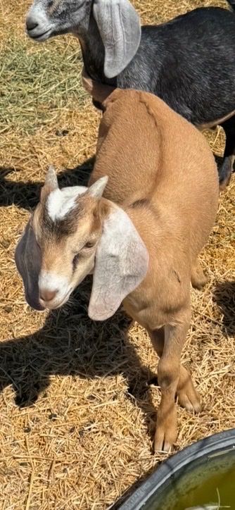 Kiko, Boer cross buckling 