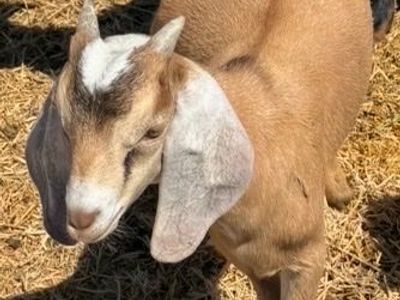 Kiko, Boer cross buckling