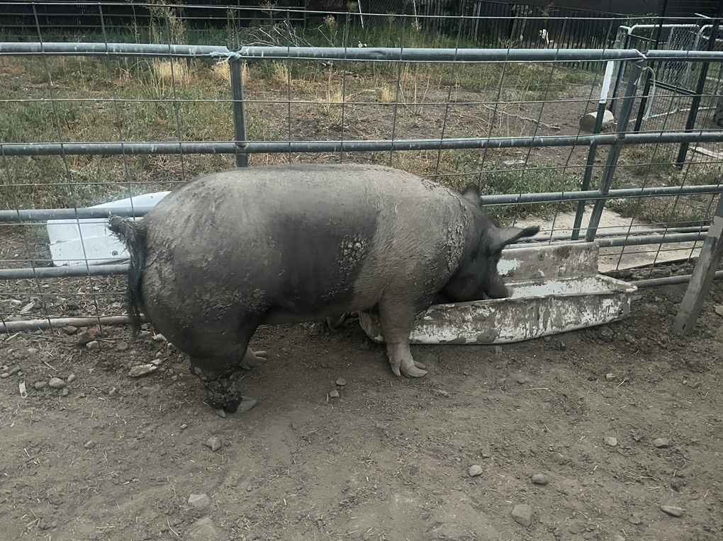 Boar For Sale