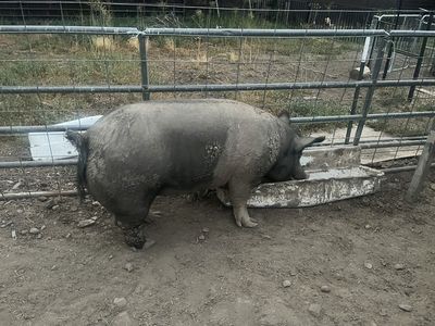 Boar For Sale