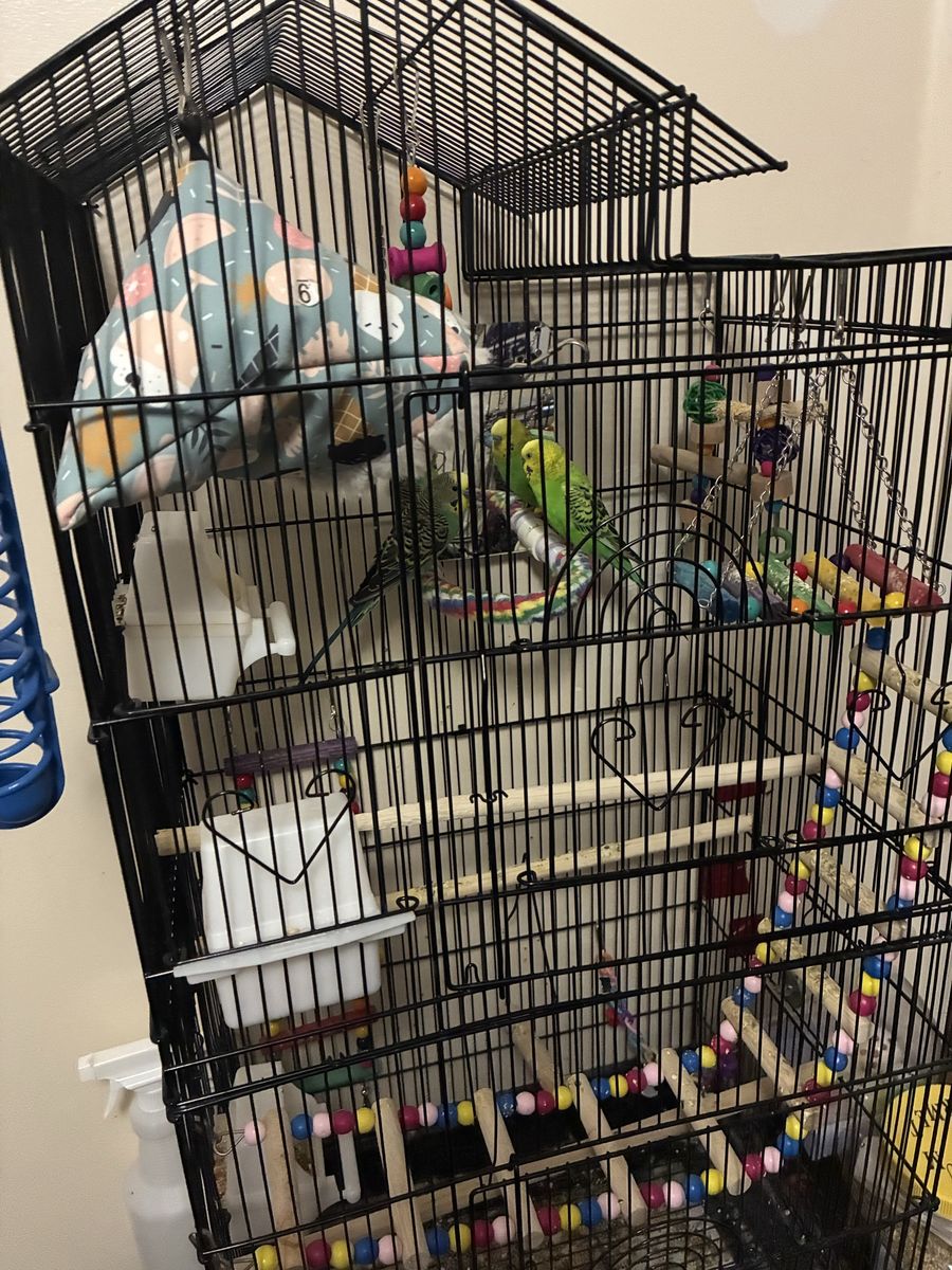 Parakeets