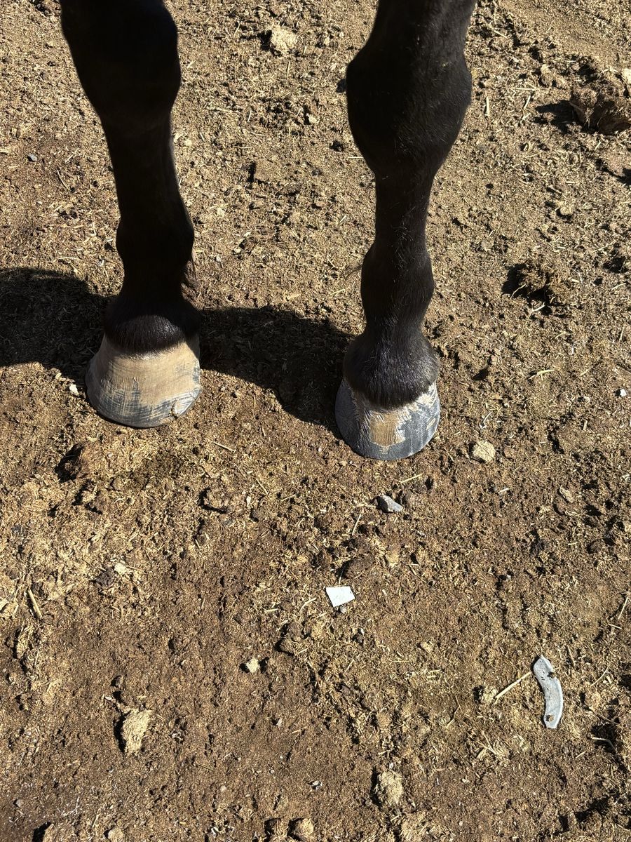 Horseshoeing