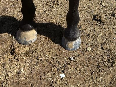 Horseshoeing