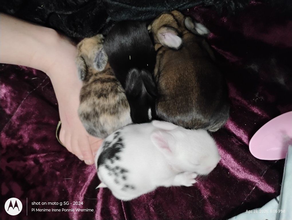 baby bunnies get dibs $100/ea