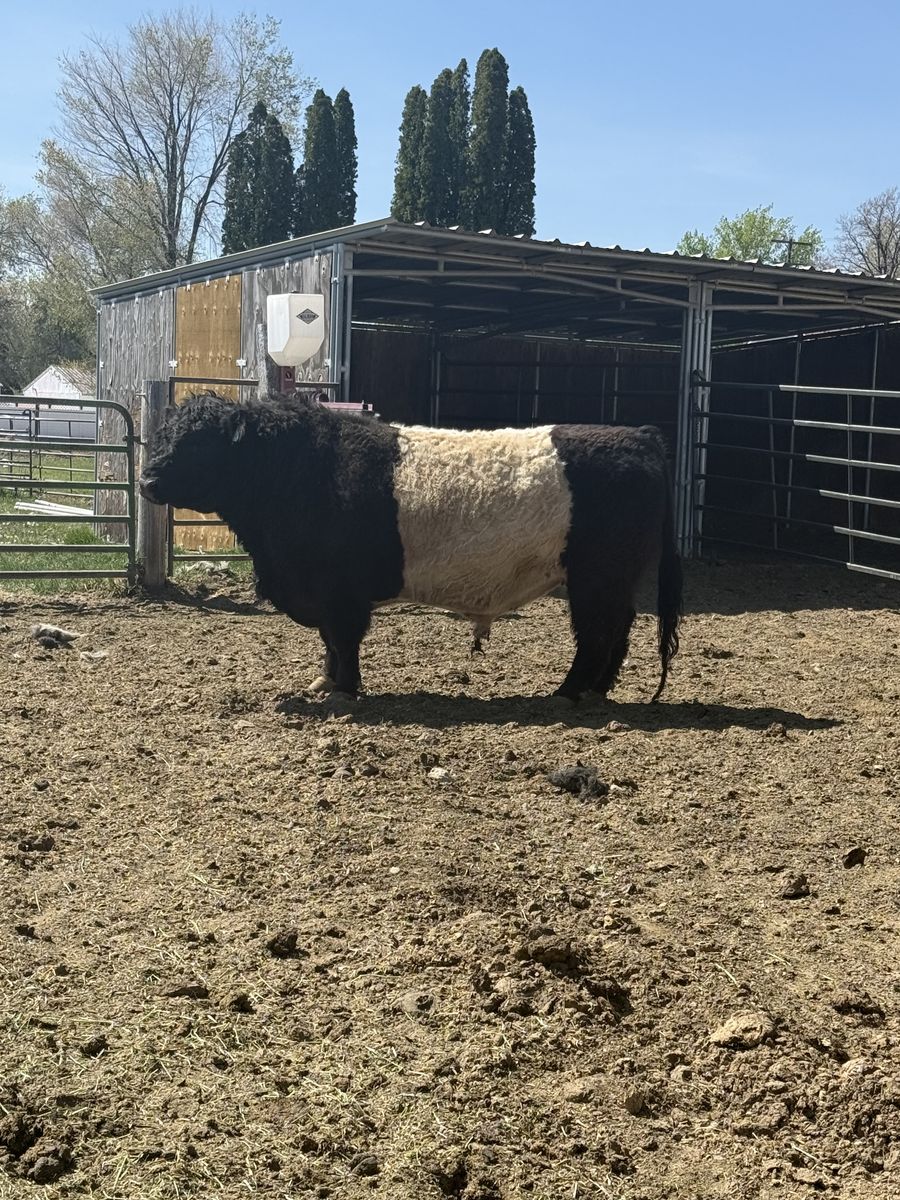 Belted Galloway Society Registered Belted Bull