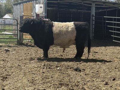 Belted Galloway Society Registered Belted Bull
