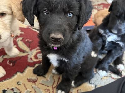 Free-Malamute/Standard Poodle