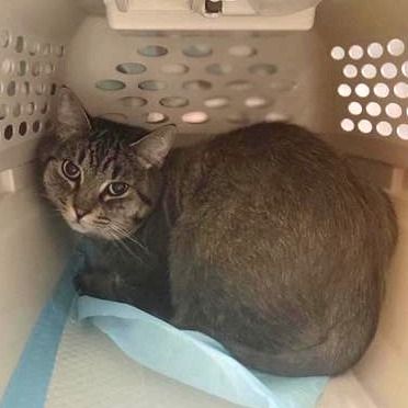 Hello my name is O'Malley