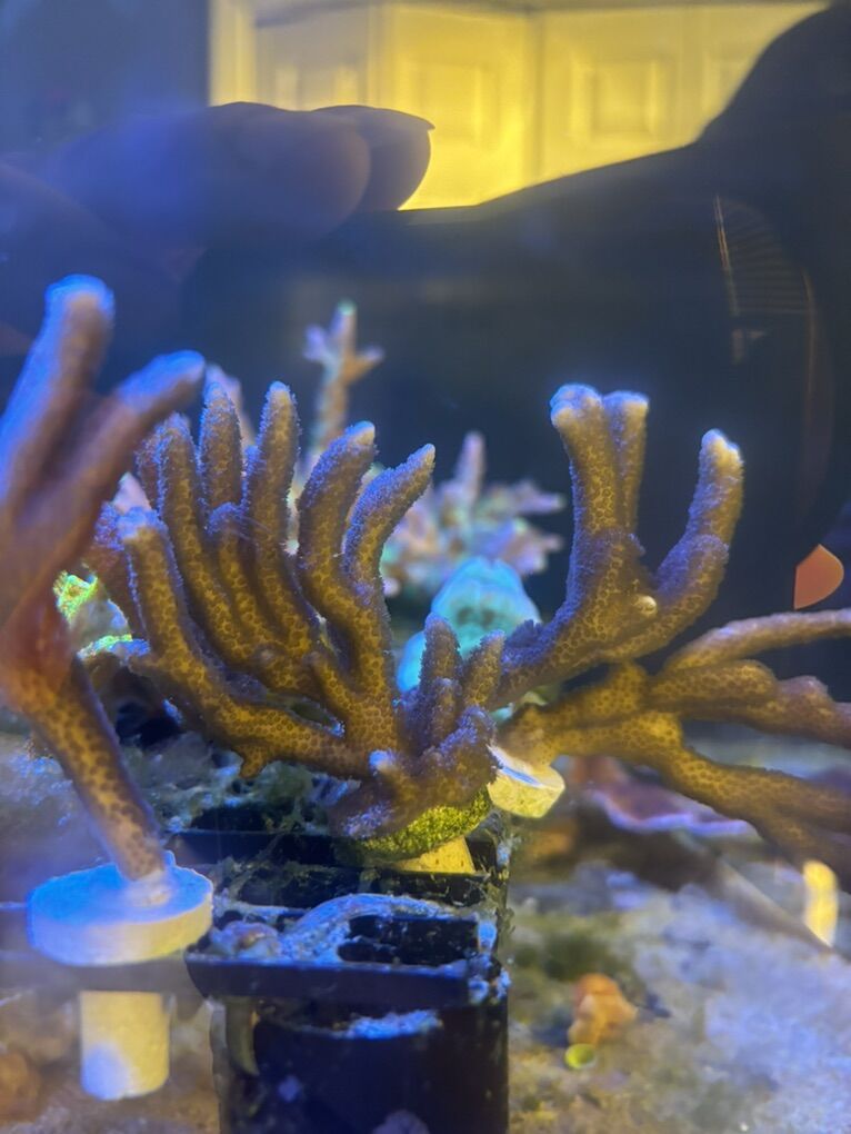 Big Purple Digitada Frags