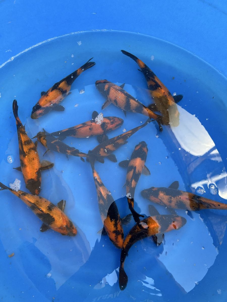 Japanese koi Hi Utsuri