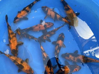 Japanese koi Hi Utsuri