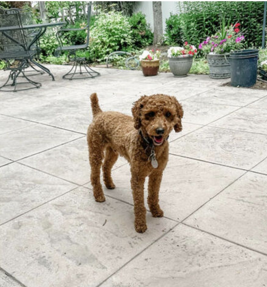 AKC 15 lb mini poodle stud deep red