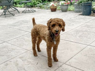 AKC 15 lb mini poodle stud deep red