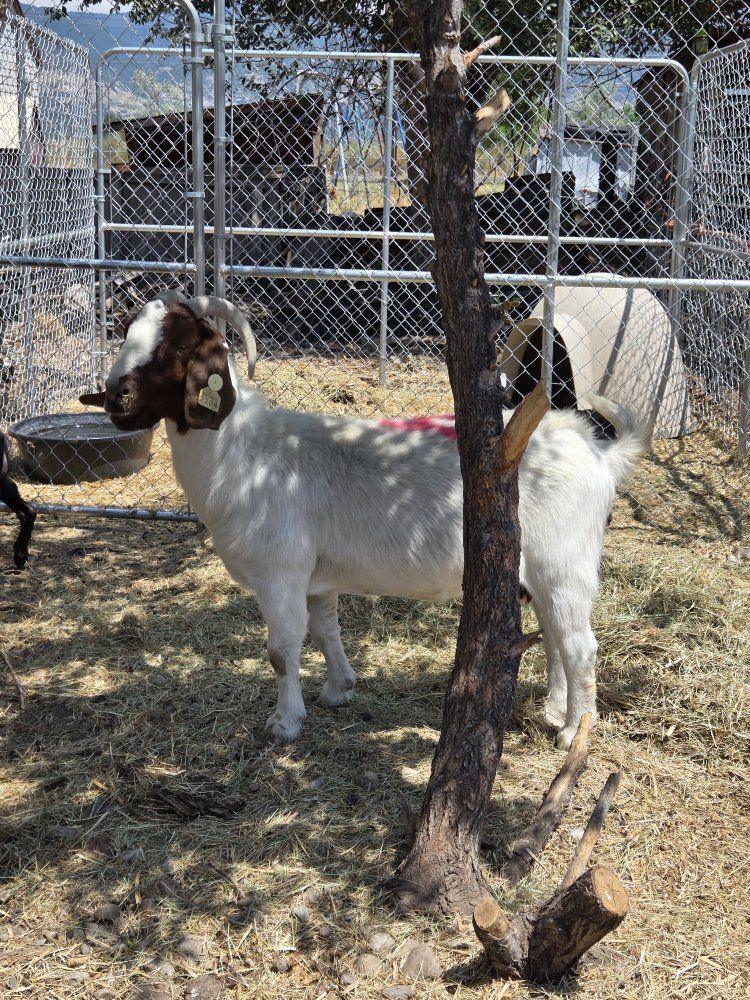 meat goats