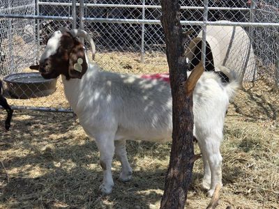meat goats