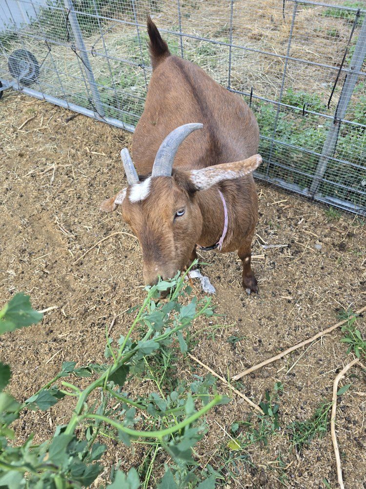 nigerian goat female