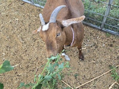 nigerian goat female
