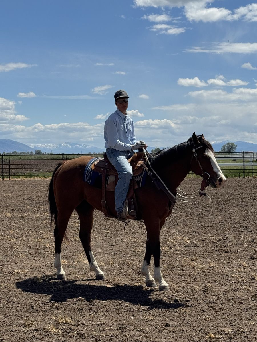 3 year old registered gelding