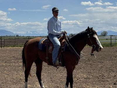 3 year old registered gelding