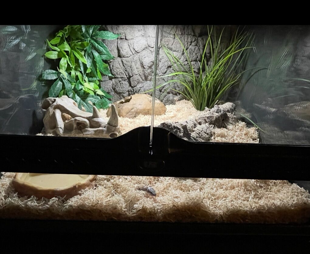 Lots Of Exo Terra Terrariums – Reptile / Vivarium