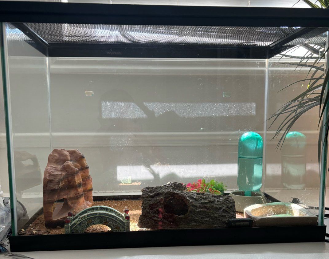 Leopard Gecko and Complete Tank Setup with Decor and Accessories