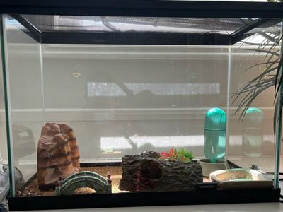 Leopard Gecko and Complete Tank Setup with Decor and Accessories