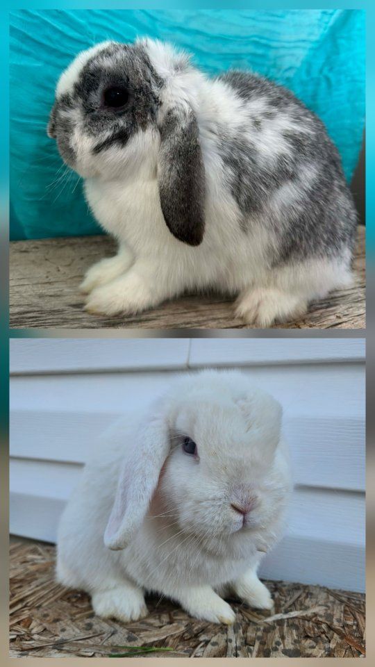 Pedigree Holland Lop Does!