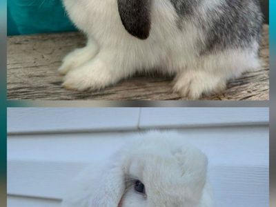 Pedigree Holland Lop Does!