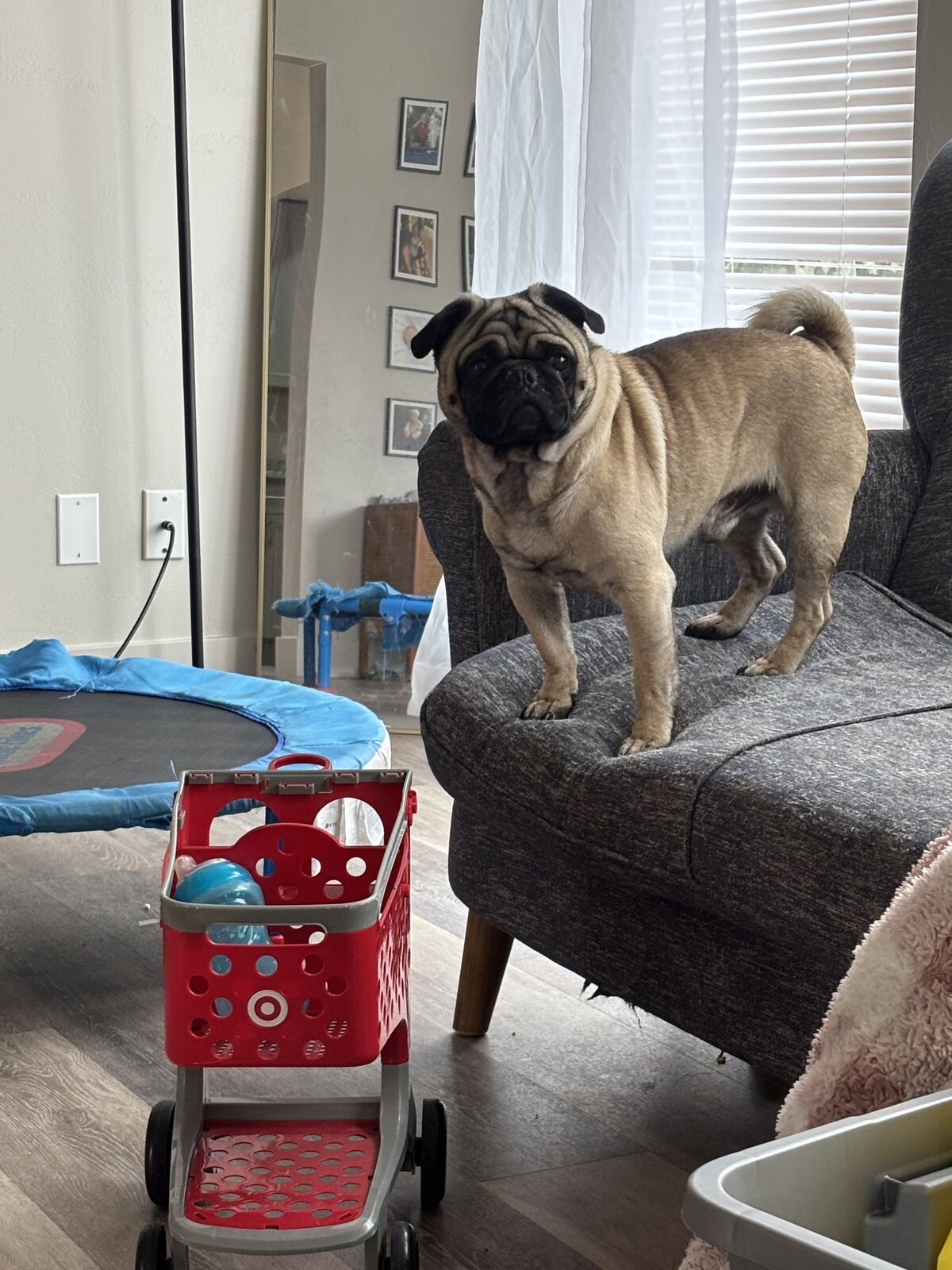 4 year old male pug