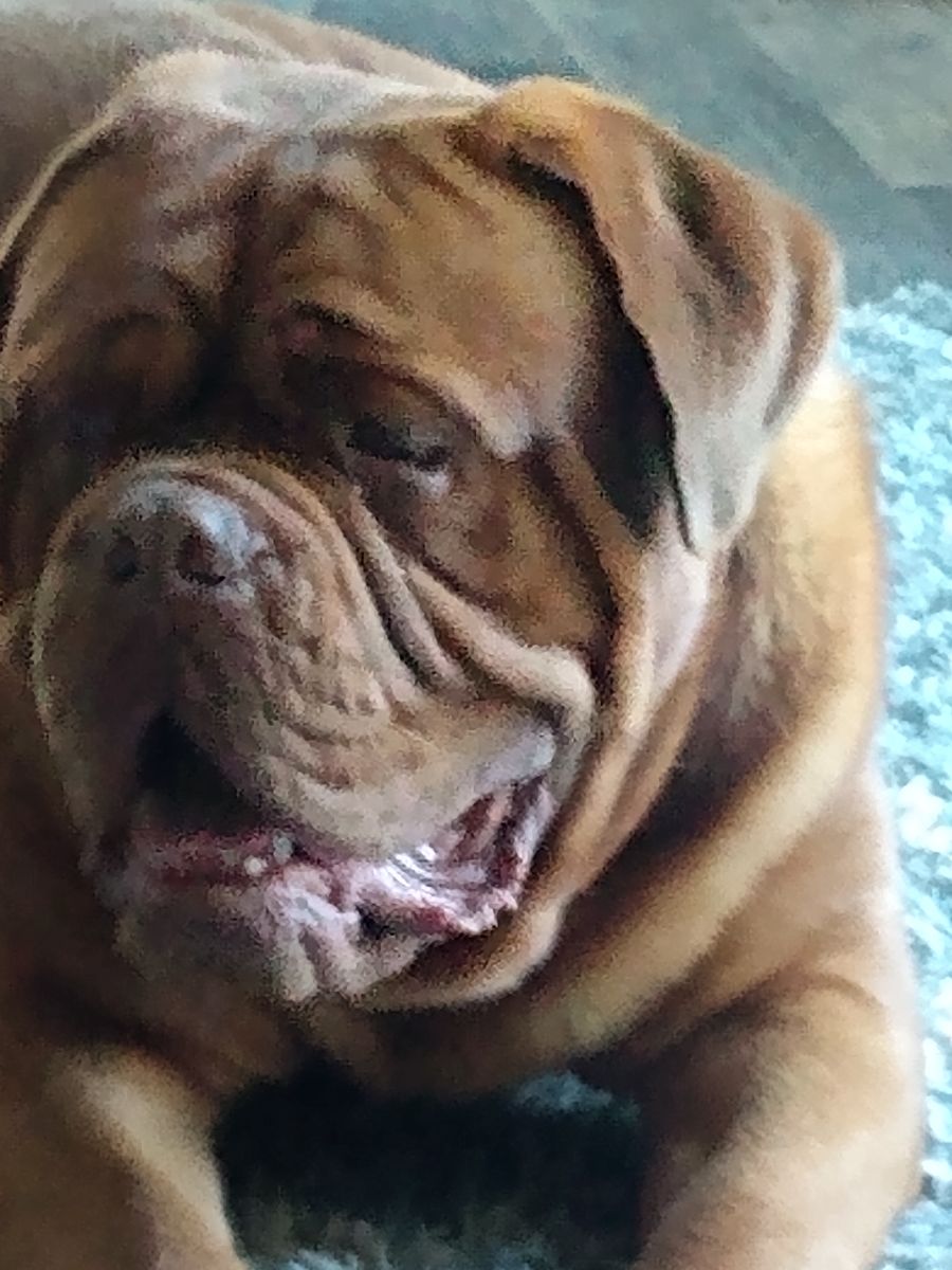 FRENCH MASTIFF