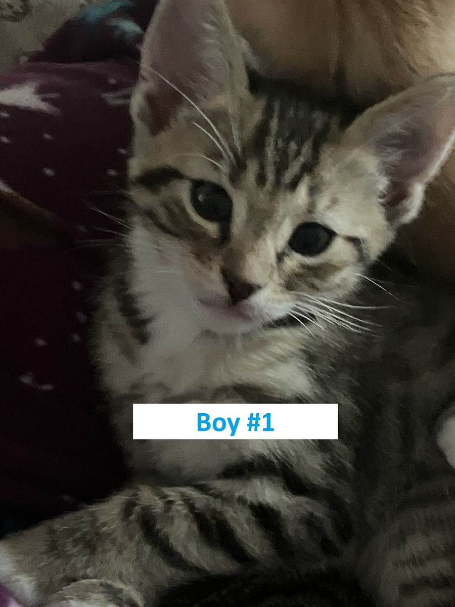 Free Playful Tabby Babies — Healthy & Social