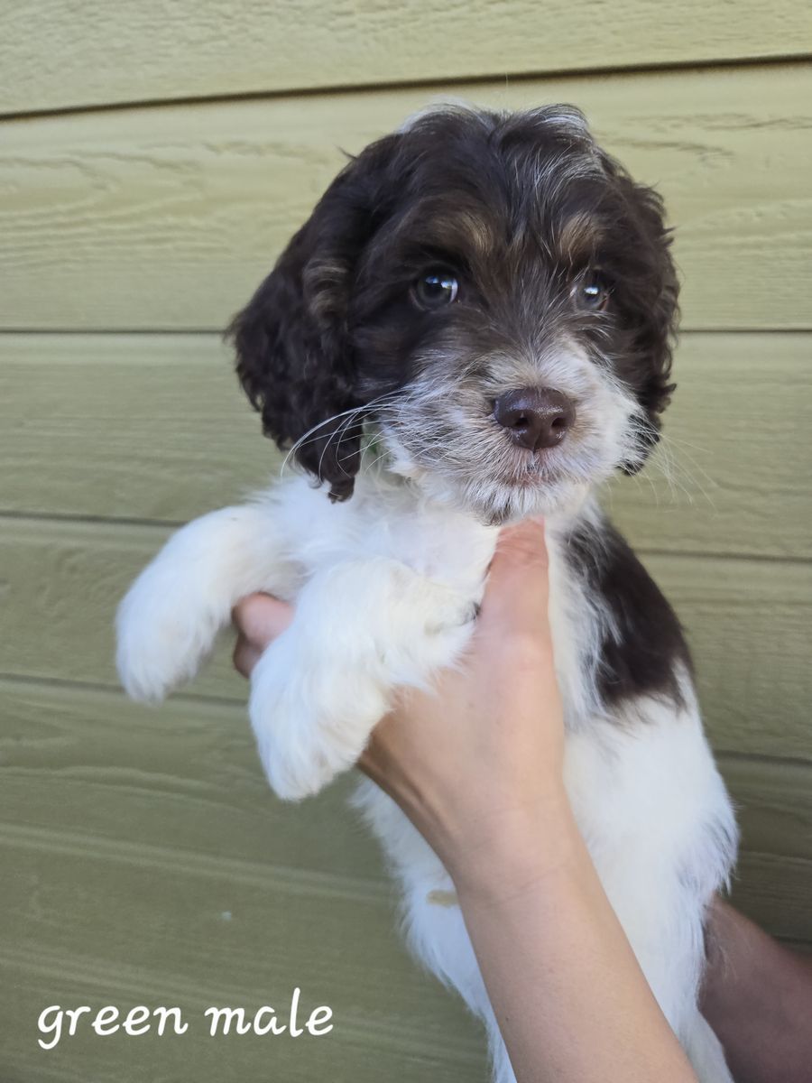 Mini Cockapoos